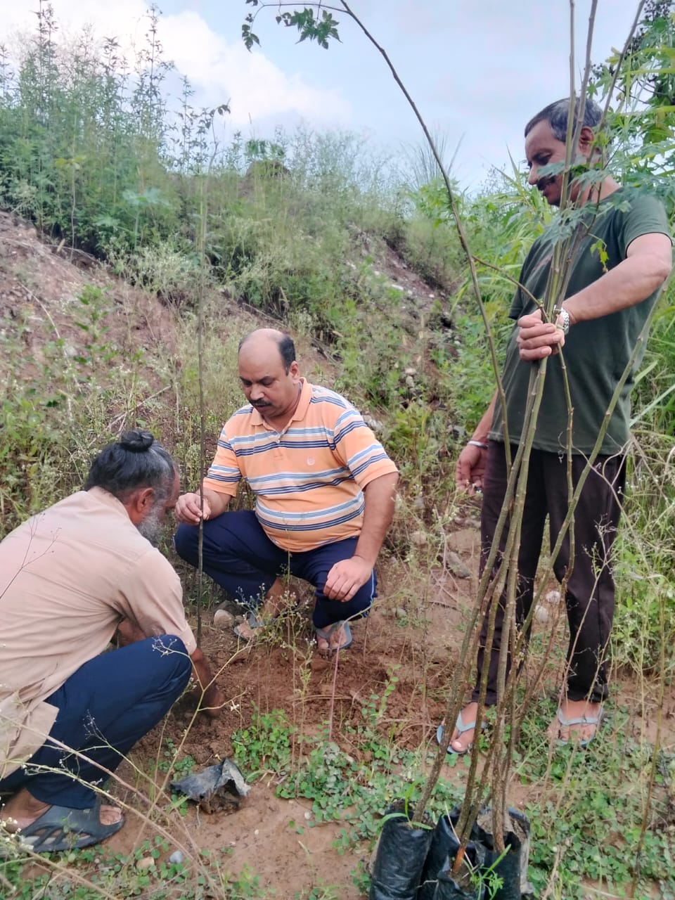 Plantation activity